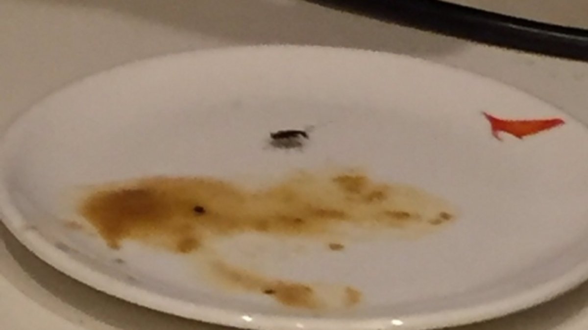 Cockroaches roaming around inside the flight: Watch video