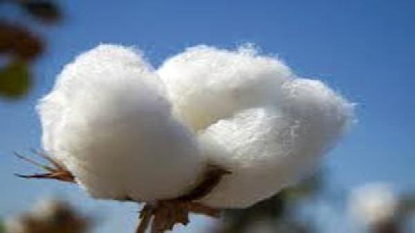 Shortage of cotton seeds in Chamarajanagar district, farmers worried