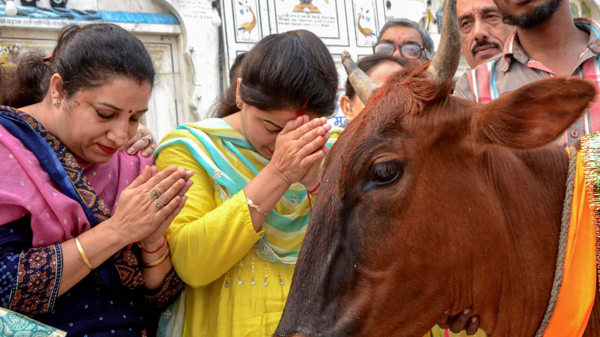 A research found Buffalo urine is better than cow urine A research found Buffalo urine is better than cow urine