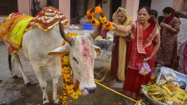 A research found Buffalo urine is better than cow urine A research found Buffalo urine is better than cow urine