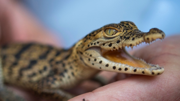 Fisherman in Australia pokes to a crocodile eye after deadly attack 