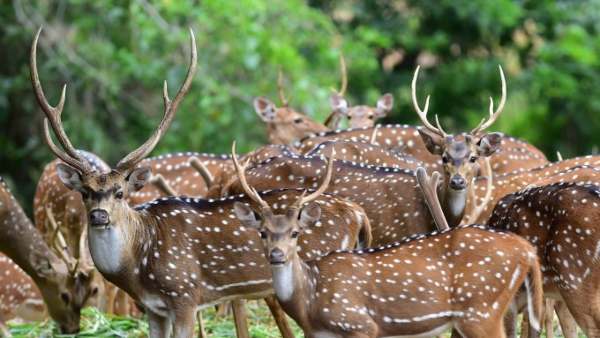 Crocodile found in boating pond of Bannerghatta zoo 