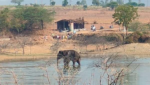 Elephant was captured by the forest department in Nyamati
