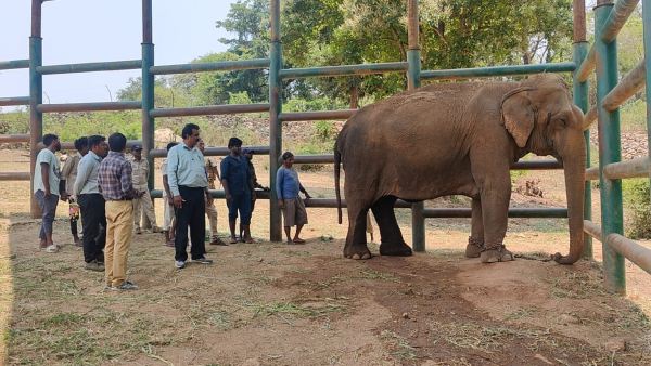 Elephant Suvarna funeral has been done in Bannerghatta national park 