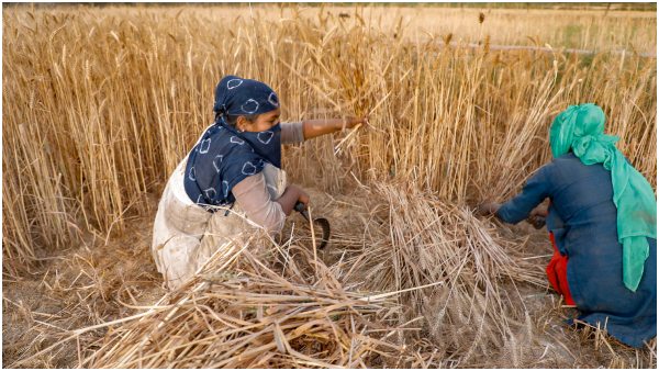 Indian Heat Waves Pose Public Health Risk And Food Shortage: Study