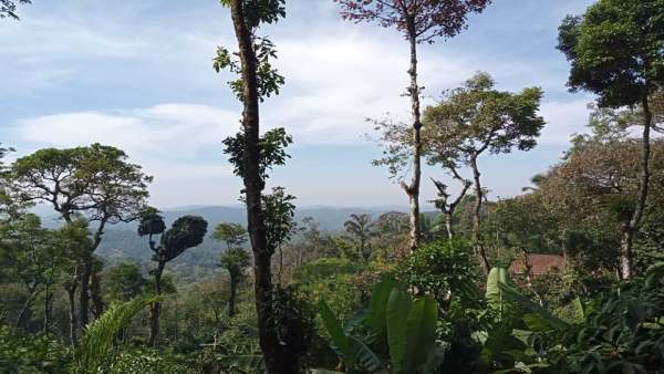 Coffee plants damaged due to high temperature, Kodagu district farmer worried