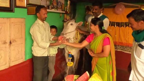 Cows birthday celebration by Farmers in Mandya 