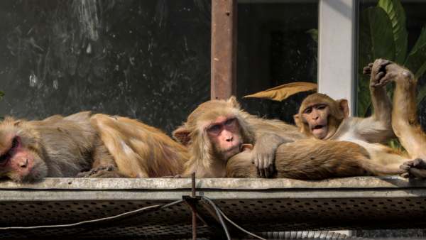 Why China Buying 1 Lakh monkeys from Sri Lanka
