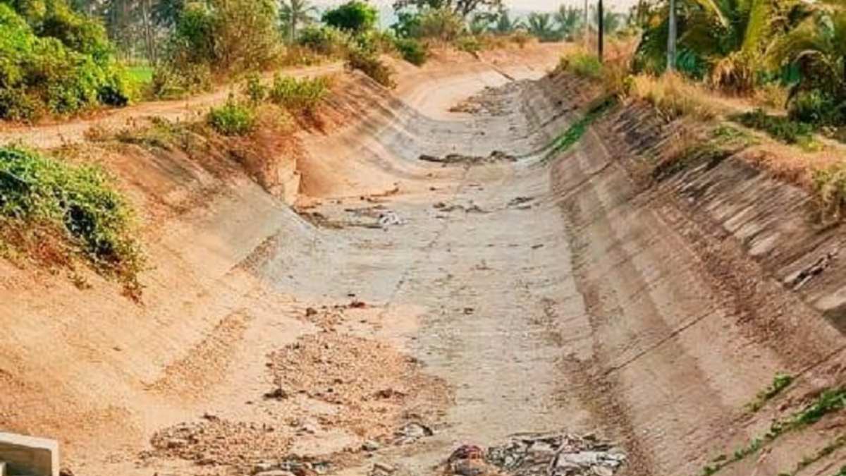 Paddy Crop Destroying In Mysuru KR Nagar