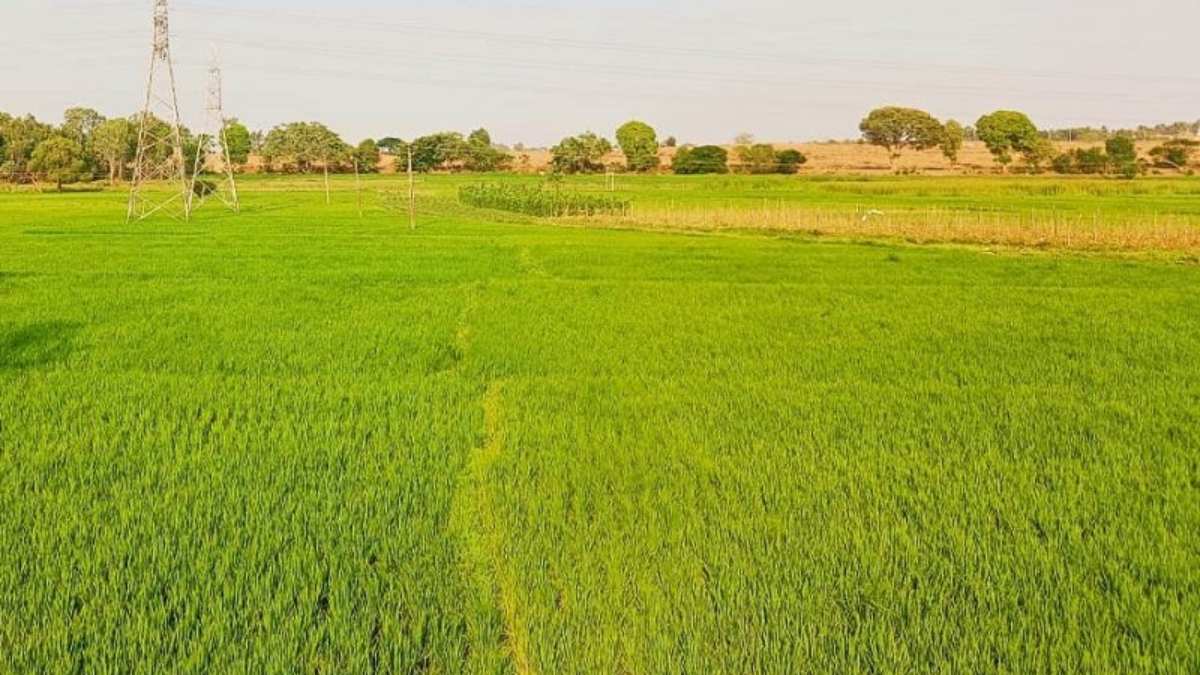 Paddy Crop Destroying In Mysuru KR Nagar