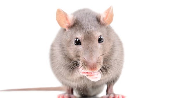 Rat Murder Case: FIR against rat killer- 30 page charge sheet submitted