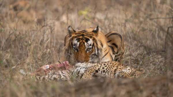 Tiger eats leopard: Bengaluru mans click goes viral