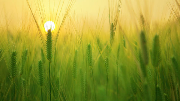 Doubling farmers income from sericulture in Uttar Pradesh: Yogi Adityanath advises