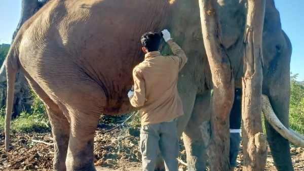 14 Times Dasara Golden Howdah Carried Balarama Elephant Passed Away