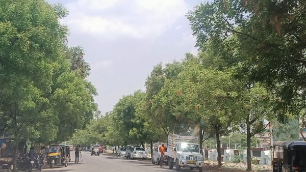 Forest Department Orders To Cut Down 425 Trees In Ballari