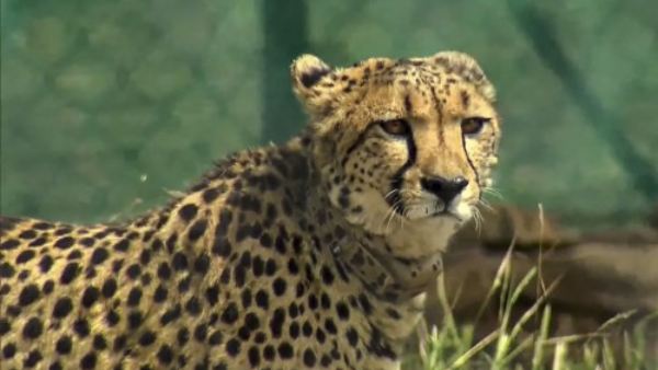 Cheetahs Dies: We Can Not Decide Relocation Of Cheetahs Kuno National Park Union Govt Can Decide Cheetahs Dies: We Can Not Decide Relocation Of Cheetahs Kuno National Park Union Govt Can Decide