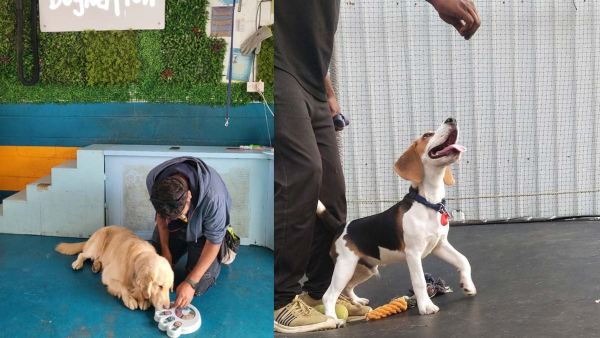 Rapid Humanization And Adoption of Pets Needs enrichment Based On Dogs wellness Recreation Center