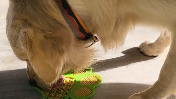 Rapid Humanization And Adoption of Pets Needs enrichment Based On Dogs wellness Recreation Center