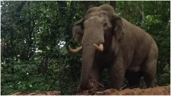 Wild Elephant Found In Charmadi Ghat