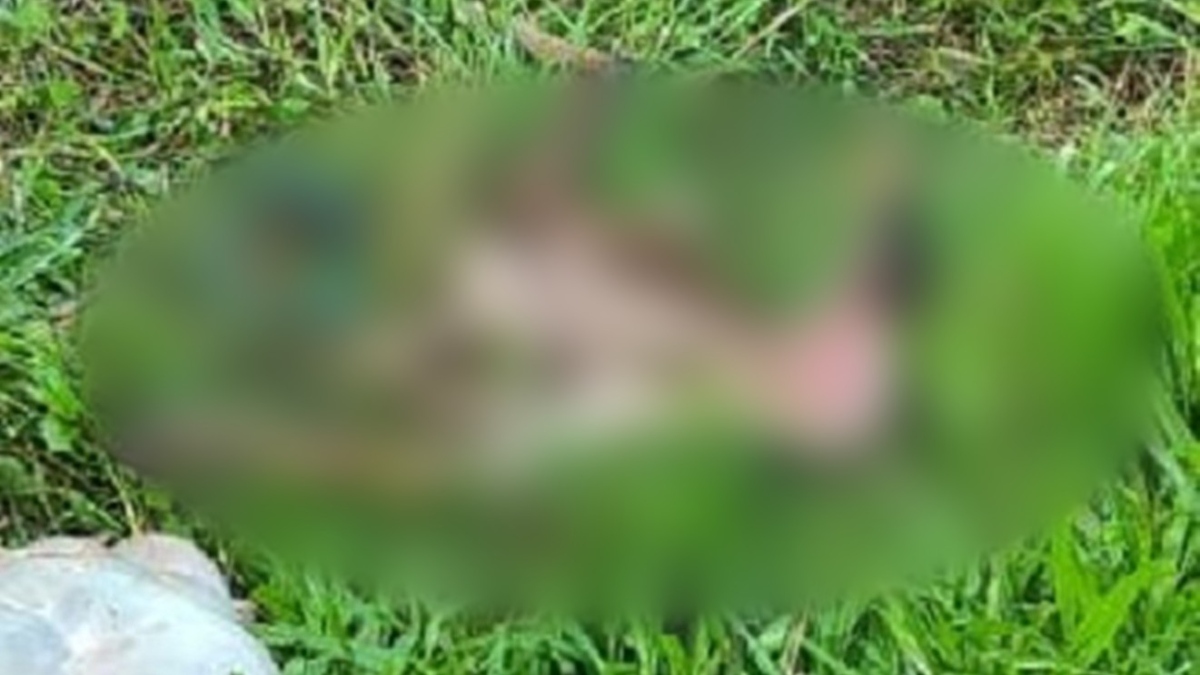 Goat sacrificed to tiger attack in Hunsur of Mysuru district