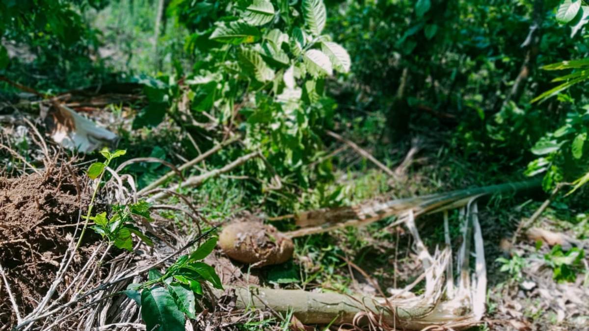 Container Lorry Accident While Transporting Illegal Cattle