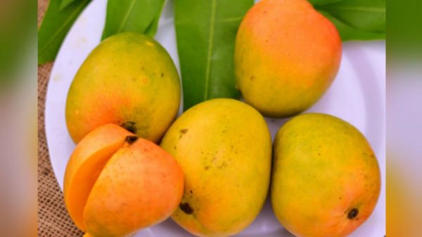 Modi mango will soon be available in the market.. Whats so special about it?