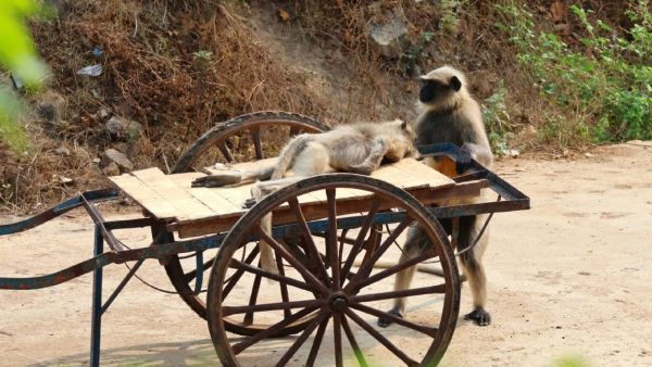 Mother Monkey Cried In Front Of Baby Monkey Dead Body