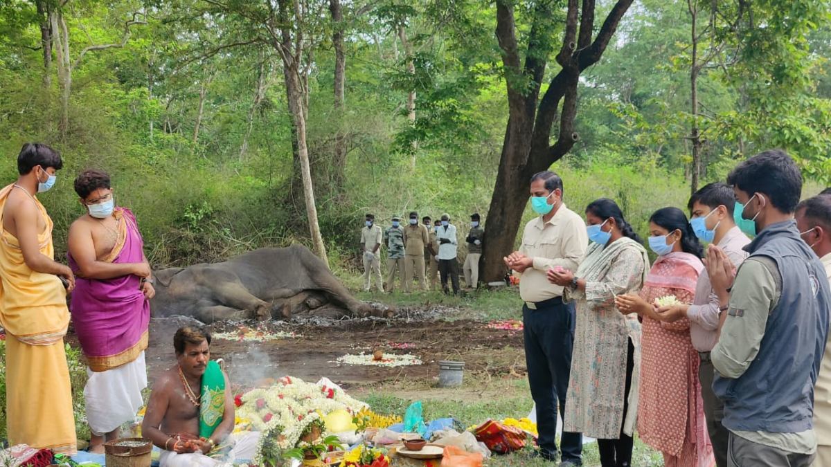 Mysuru Dasara Fame Elephant Balarama Mysuru Dasara Fame Elephant Balarama