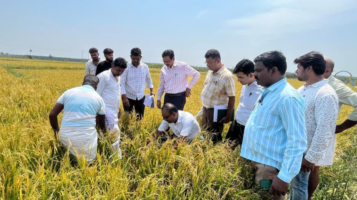 More than 200 hectares Paddy crop destroyed in Davanagere district due to heavy rain More than 200 hectares Paddy crop destroyed in Davanagere district due to heavy rain
