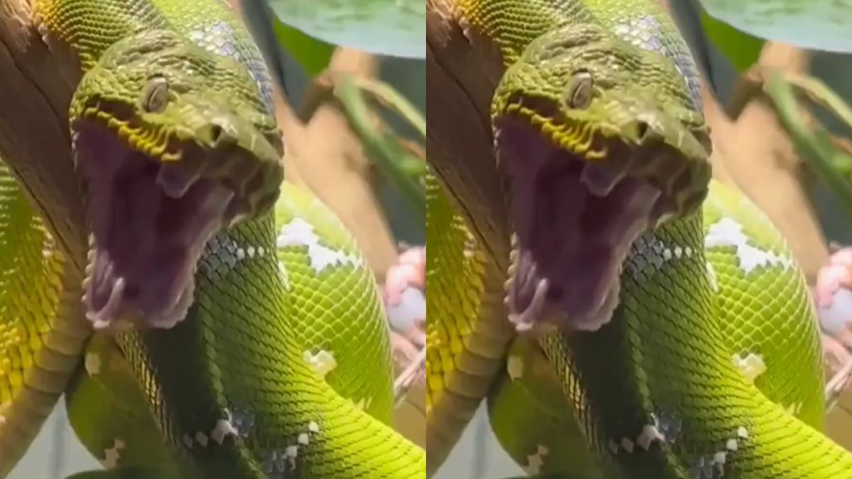 Snake: Have you ever seen a snake yawn? Watch it here