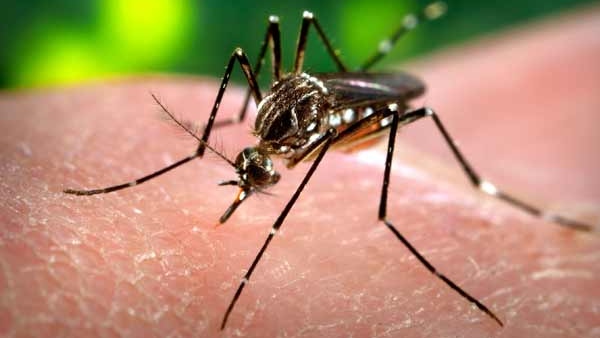sudden rise in dengue cases