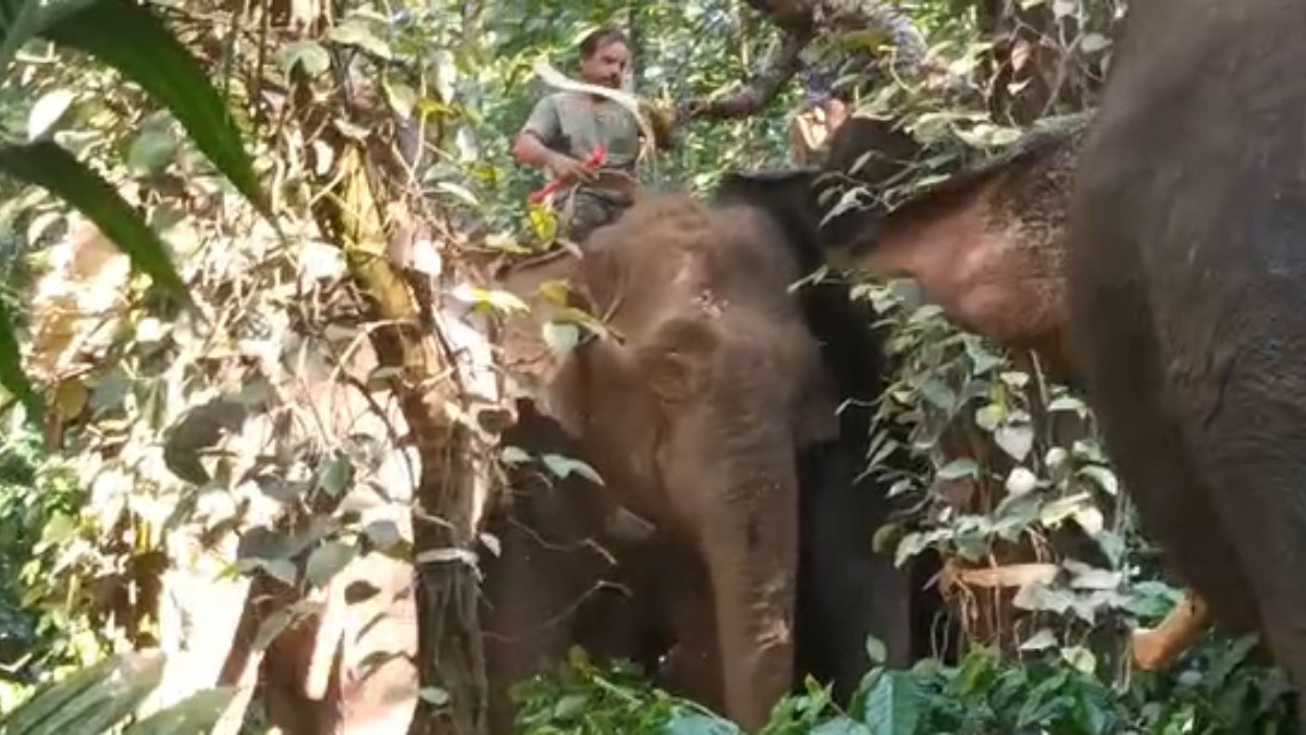 The Forest Department Fixed Radio Collars To Wild Elephant