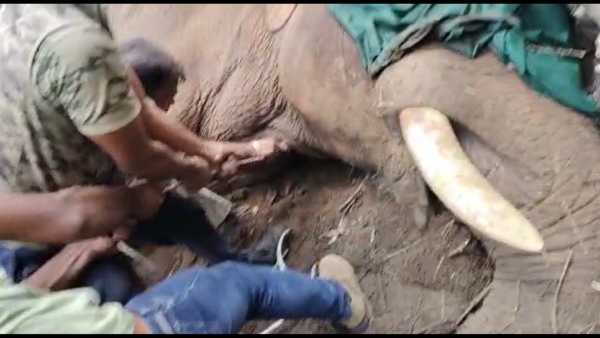 2nd Wild elephant capture near Chikkamannugudde