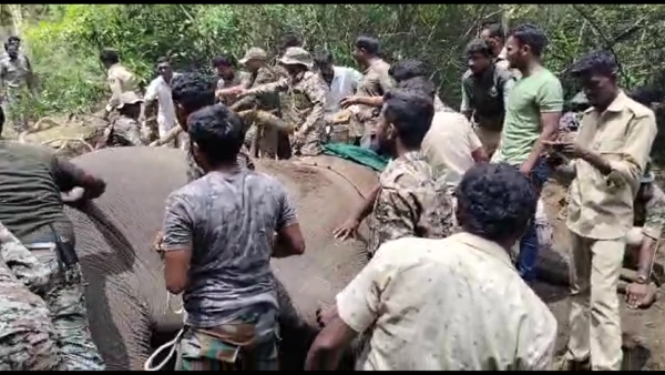 2nd Wild elephant capture near Chikkamannugudde