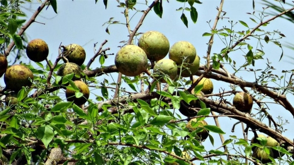 Bael Fruit Benefits and Side Effects in Kannada