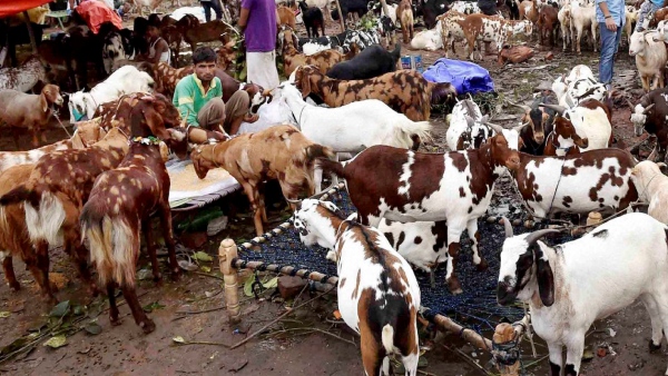 Prices Of Sheep Shoot Up Ahead Of Bakrid At Bengaluru