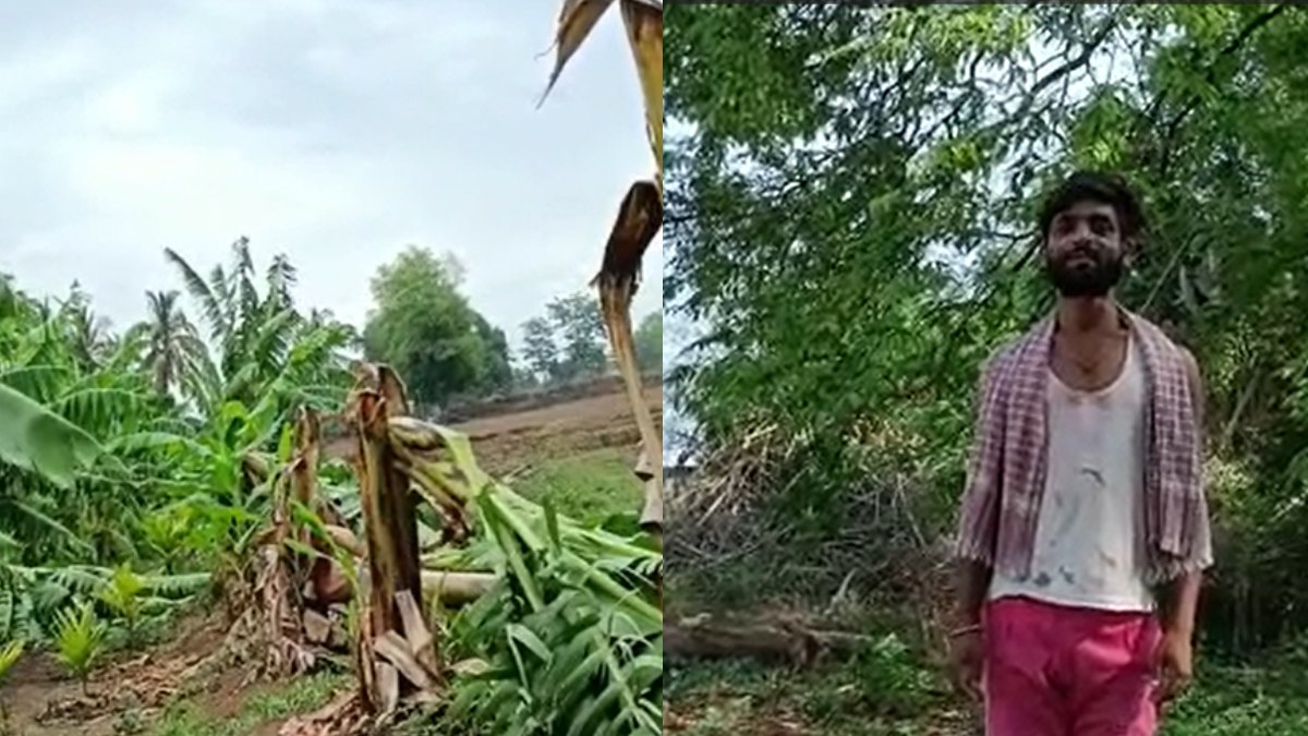 More than 500 banana plants were destroyed due to storm in Bammigatti village More than 500 banana plants were destroyed due to storm in Bammigatti village