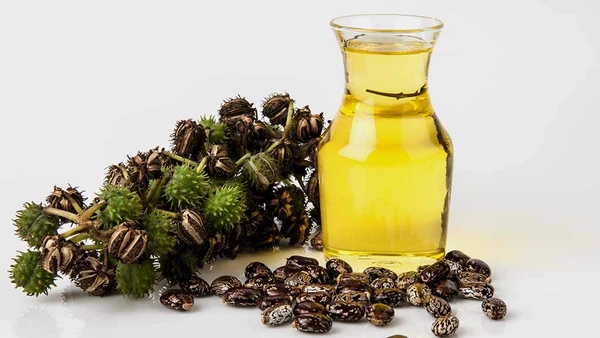  Castor Oil in Kannada