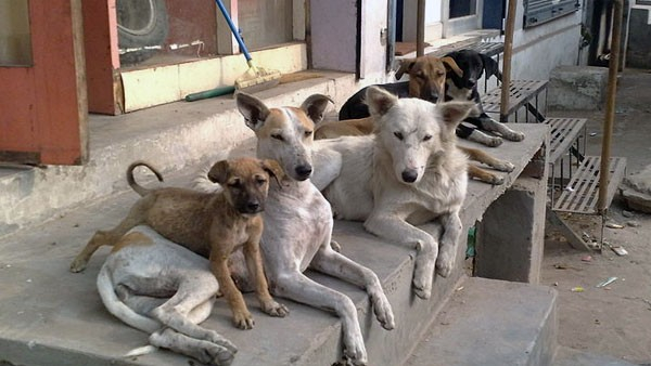 census of stray dogs