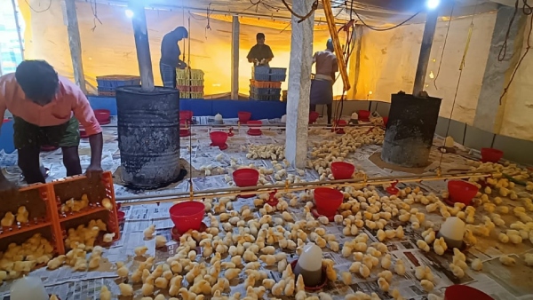 Chicken Mutton Egg Prices Increase In State