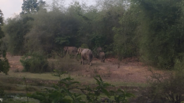 Wild elephant attacks In Chikkamagaluru district, Banana crops loss, Farmerrs are worried