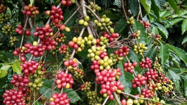 Monsoon 2023 Corp Insurance Premium Details 