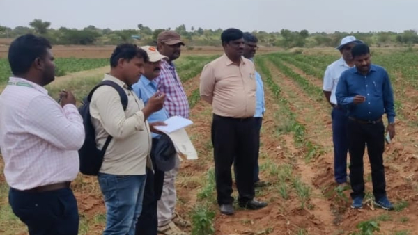 Red Disease For Cotton Crop At Kanakagiri Koppal Inspection By Experts