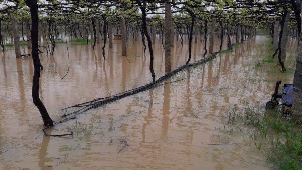 Register For Crop Insurance Scheme For Horticulture Crops 