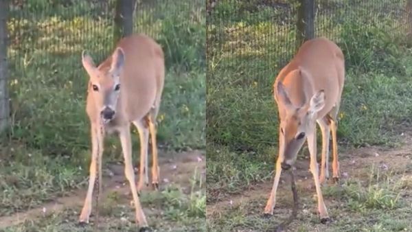 Deer eats snake like grass - netizens are shocked to see the video
