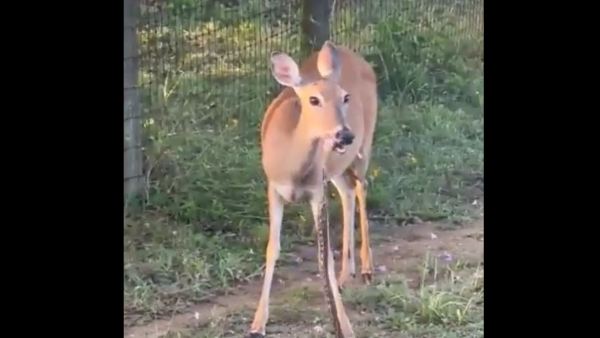 Deer eats snake like grass - netizens are shocked to see the video