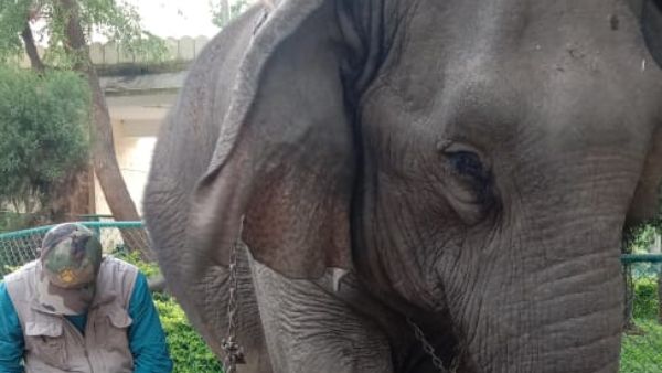 Rs 5 lakh Insurance For Male Mahadeshwara Hills Elephant