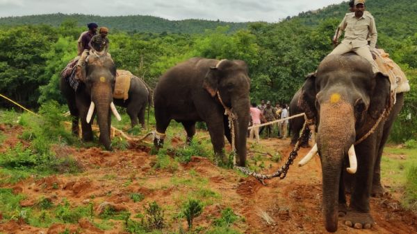 Elephant Attack At Ramanagara District