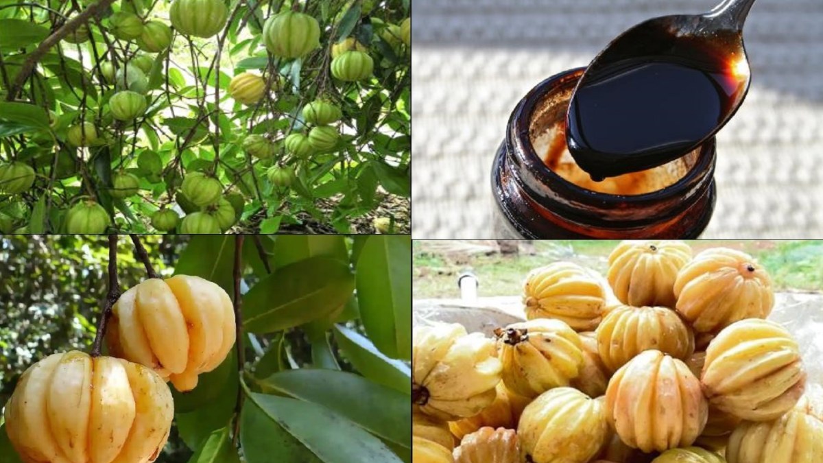 What Is the Speciality of Kodogu’s Garcinia Cambogia (Uppage Hannu)?, How to Use in Cooking?
