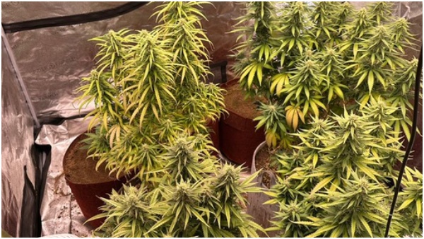 Ganja Cultivation 